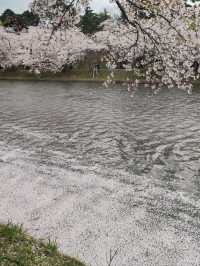 Immerse in Pink Serenity: The Cherry Blossom Rain at Hirosaki Park