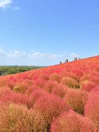 🇯🇵10月必到超好拍的東京近郊國立公園