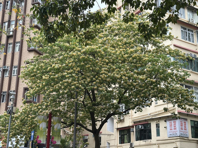 香港好去處 | 復活節賞花(上) | 魚木 | 藍花楹