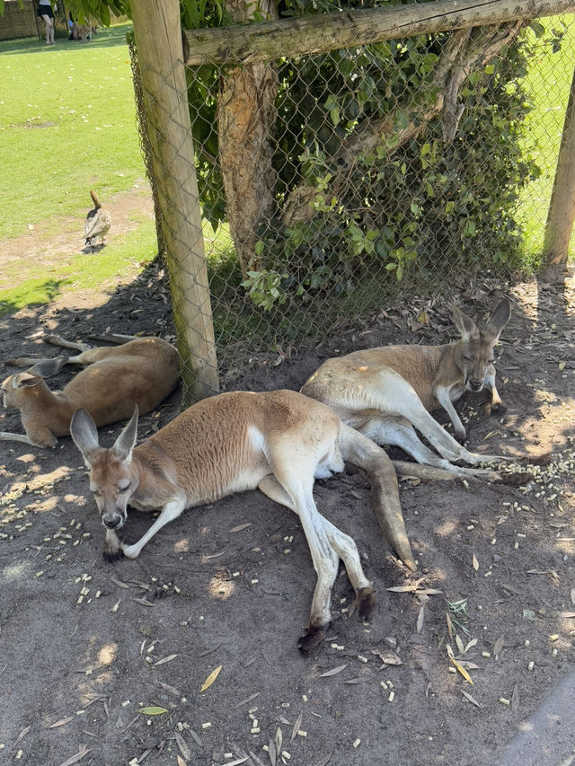 澳洲珀斯3日遊推薦-尖峰石陣/野生動物園/羅特尼斯島‼️