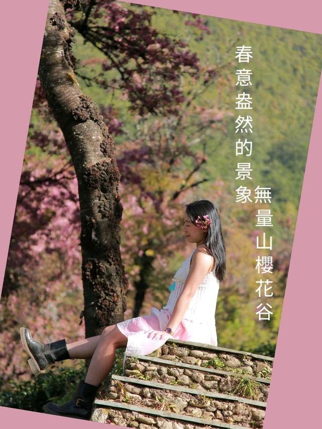 春意盎然的景象無量山櫻花谷