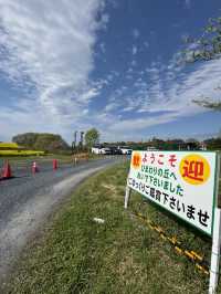 【宮城県大崎市】三本木地区の菜の花まつり