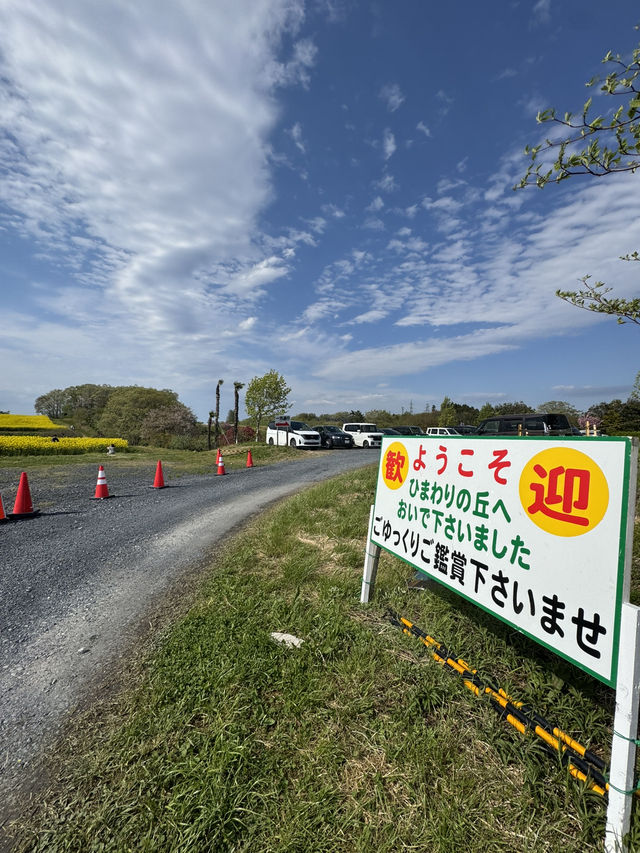 【宮城県大崎市】三本木地区の菜の花まつり