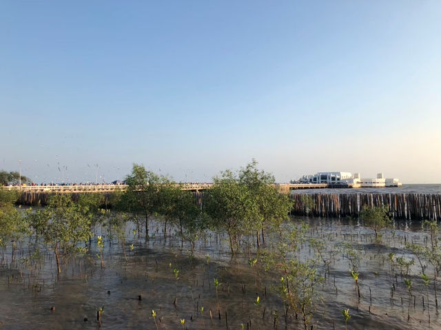 บางปู – สวรรค์ของนกนางนวลและธรรมชาติใกล้กรุงเทพฯ