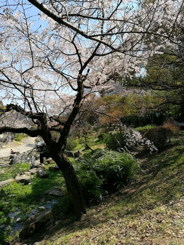 sea of blossoms