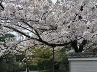 Spring Serenity at Hompō-ji Temple