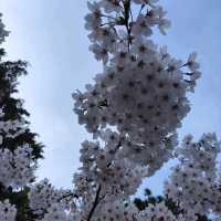 Cherry Blossom Dreams at Qingdao’s Zhongshan Park