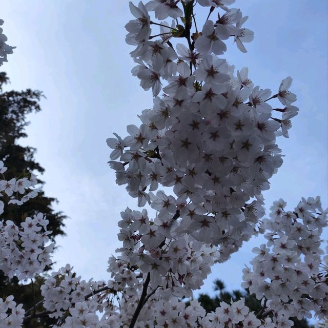 Cherry Blossom Dreams at Qingdao’s Zhongshan Park