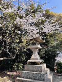 Blossoms & Blessings: The Sacred Sakura Path of Shikaumi Shrine
