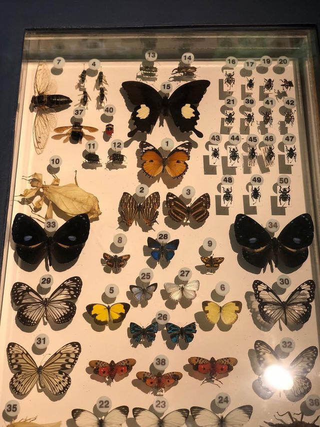 Museum 