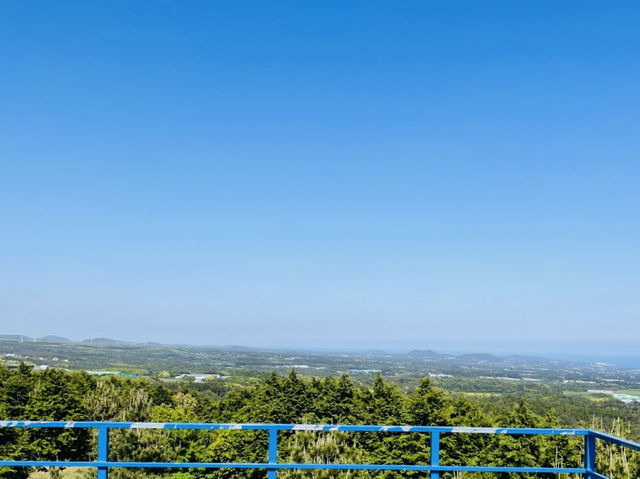 A Delightful Surprise at Jeju Cypress Forest