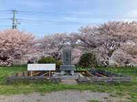 “Where Petals Meet the Sea: The Timeless Bloom of Matsumae”
