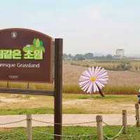 A Peaceful Day in Nature’s Embrace: Anseong Farmland