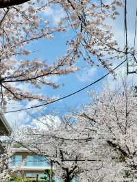 🌸 Kobe Sakura Outing — Petal-Perfect Moments