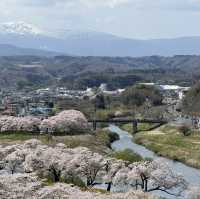 日本賞櫻天花板-白石川堤一目千本櫻