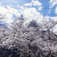 福岡舞鶴公園賞櫻去