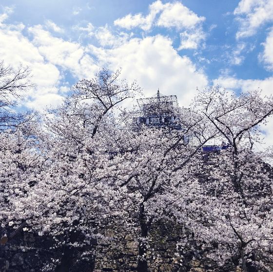 福岡舞鶴公園賞櫻去