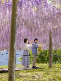 Kawachi Fuji-En สวยวิสเทอเรียที่สวยสุดในฟุกุโอกะ💜