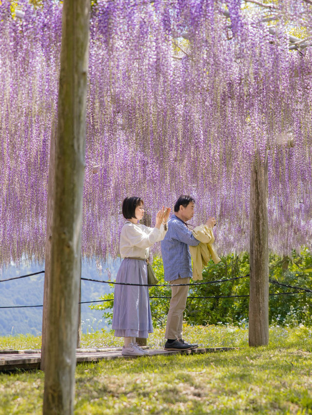 Kawachi Fuji-En สวยวิสเทอเรียที่สวยสุดในฟุกุโอกะ💜