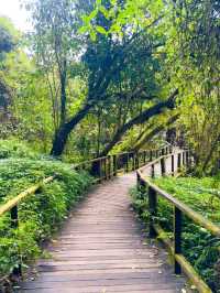 Your Springtime Escape into Chiang Mai’s Cloud Forest