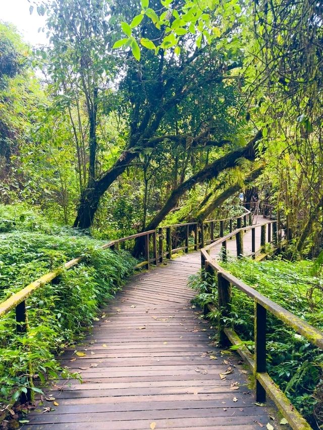 Your Springtime Escape into Chiang Mai’s Cloud Forest
