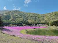 【山梨】ピンクの絨毯が一面に広がる富士芝桜