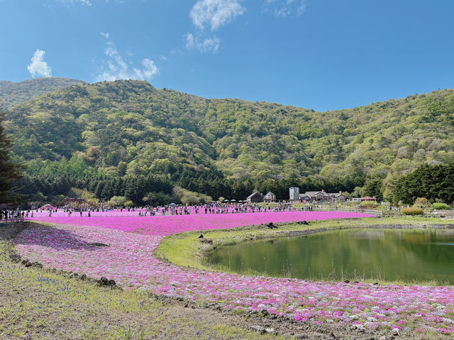 【山梨】ピンクの絨毯が一面に広がる富士芝桜