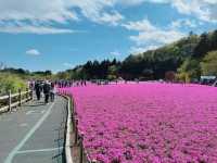 【山梨】ピンクの絨毯が一面に広がる富士芝桜