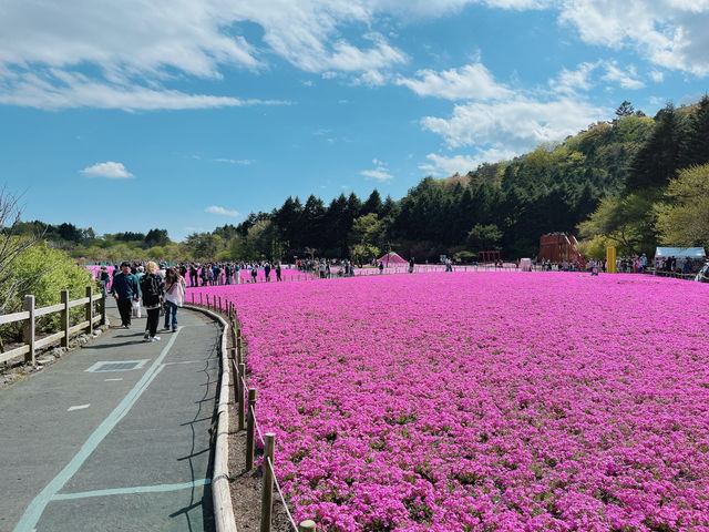 【山梨】ピンクの絨毯が一面に広がる富士芝桜