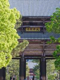 🌸 What’s it like to visit Nara during Wisteria Season? 🌿💜