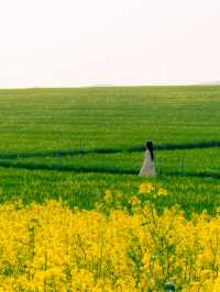 벚꽃 다음은 유채+청보리 사냥 떠나야죠!🌾