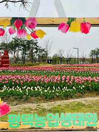 Pyeongtaek in Bloom: A Tranquil Cherry Blossom Retreat