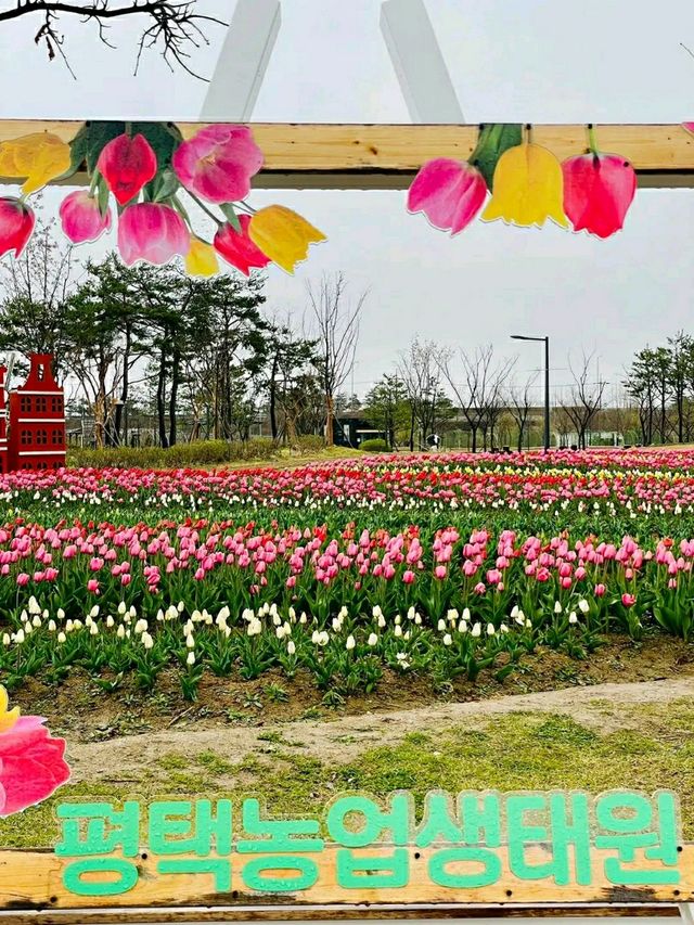 Pyeongtaek in Bloom: A Tranquil Cherry Blossom Retreat