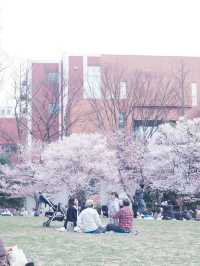 東京高速巴士直達仙台賞櫻
