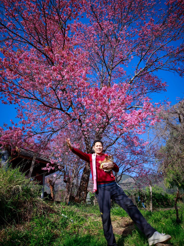 ซากุระบานที่ขุนวาง