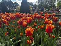 Keukenhof ทุ่งทิวลิปแดนดินสรวงสวรรค์