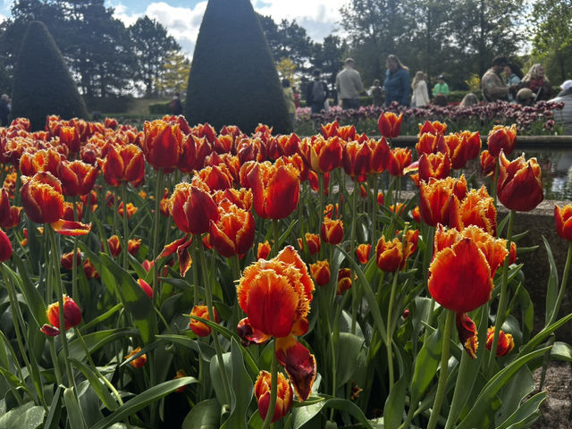 Keukenhof ทุ่งทิวลิปแดนดินสรวงสวรรค์