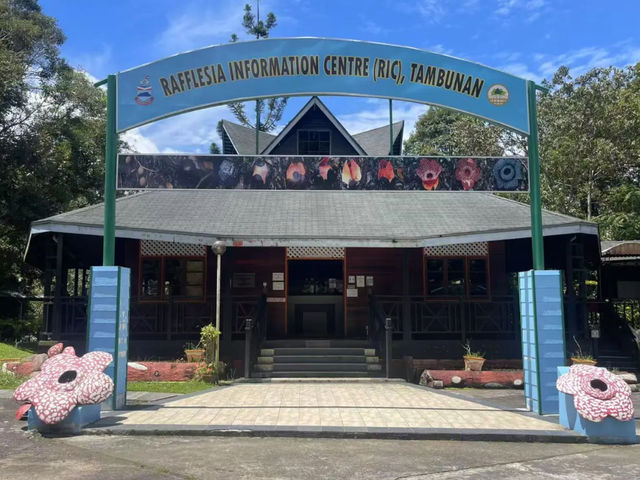 Live at the Sabah Kota Kinabalu Rafflesia (King of Flowers) Spot!