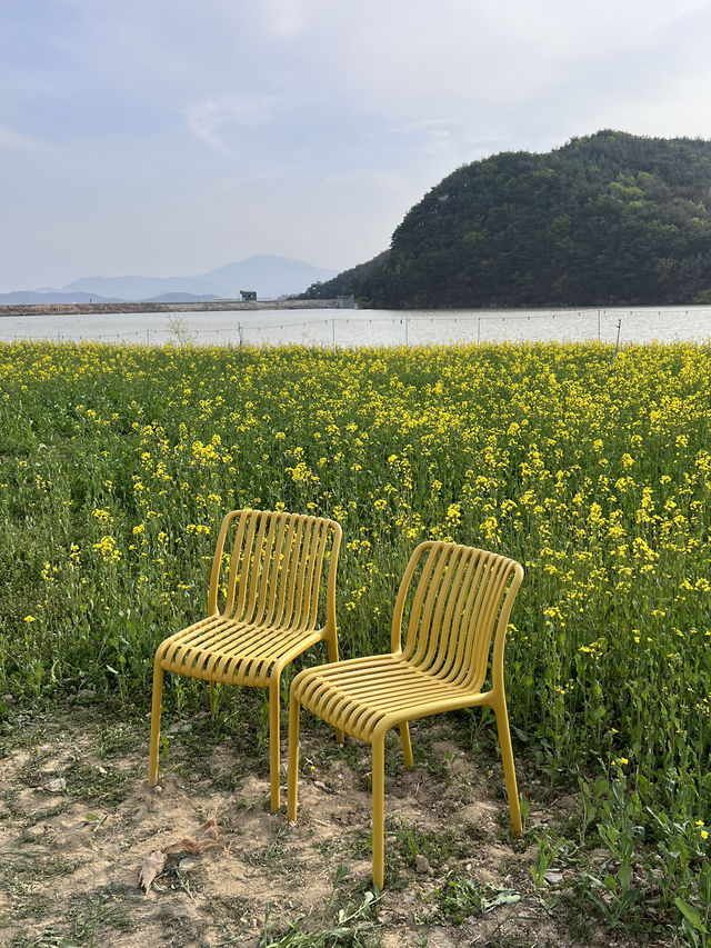 경주 유채꽃 카페 💛