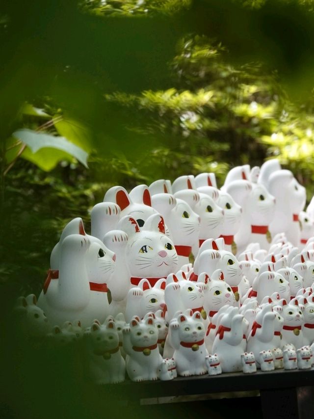 東京之旅·豪德寺⛩️🎏🐱