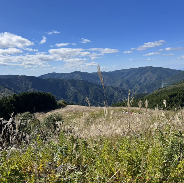 【岩湧山でススキ三昧】 🌾　大阪