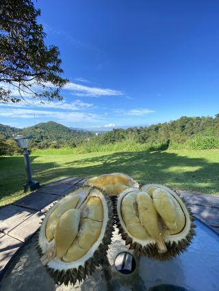 Penang | Durian Lover 2025.05.31