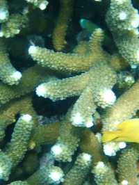 ニモに会える海、シミランで夢のようなシュノーケル体験を🐠🌊🎒