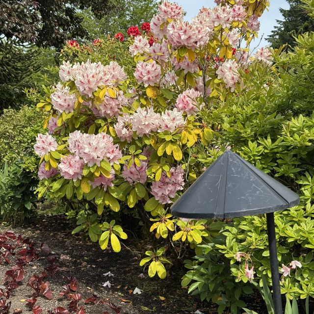 夏天必去的Butchart Garden