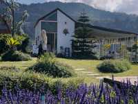 Lost in Lavender at Ying Yong Flower Garden