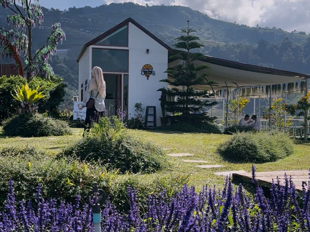 Lost in Lavender at Ying Yong Flower Garden