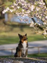 Cherry Blossoms in Olympiapark – Munich’s Springtime Magic