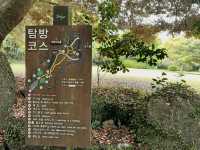 🌲🌲 비자나무 숲길