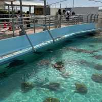日本沖繩火爆🔥的水族館分享