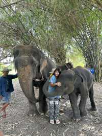🐘코끼리랑 놀아볼래?🇹🇭